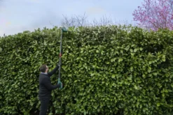 Webb V20PHT Cordless 20v Long Reach Hedge Trimmer 50cm/20in With Battery -Household Tools WEV20PHT 06
